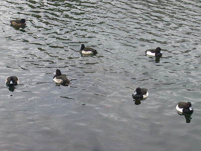 大阪城公園の水鳥たち 北外堀