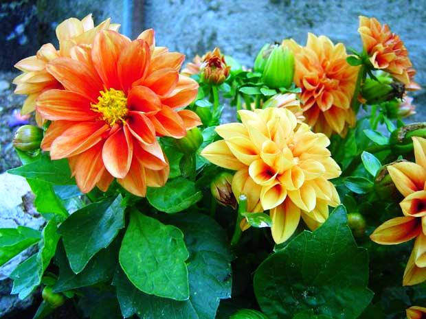 México a través de la mirada de una cubana: Flores de México