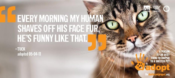 Catsparella: The Shelter Pet Project Turns Cats Into Little Comedians