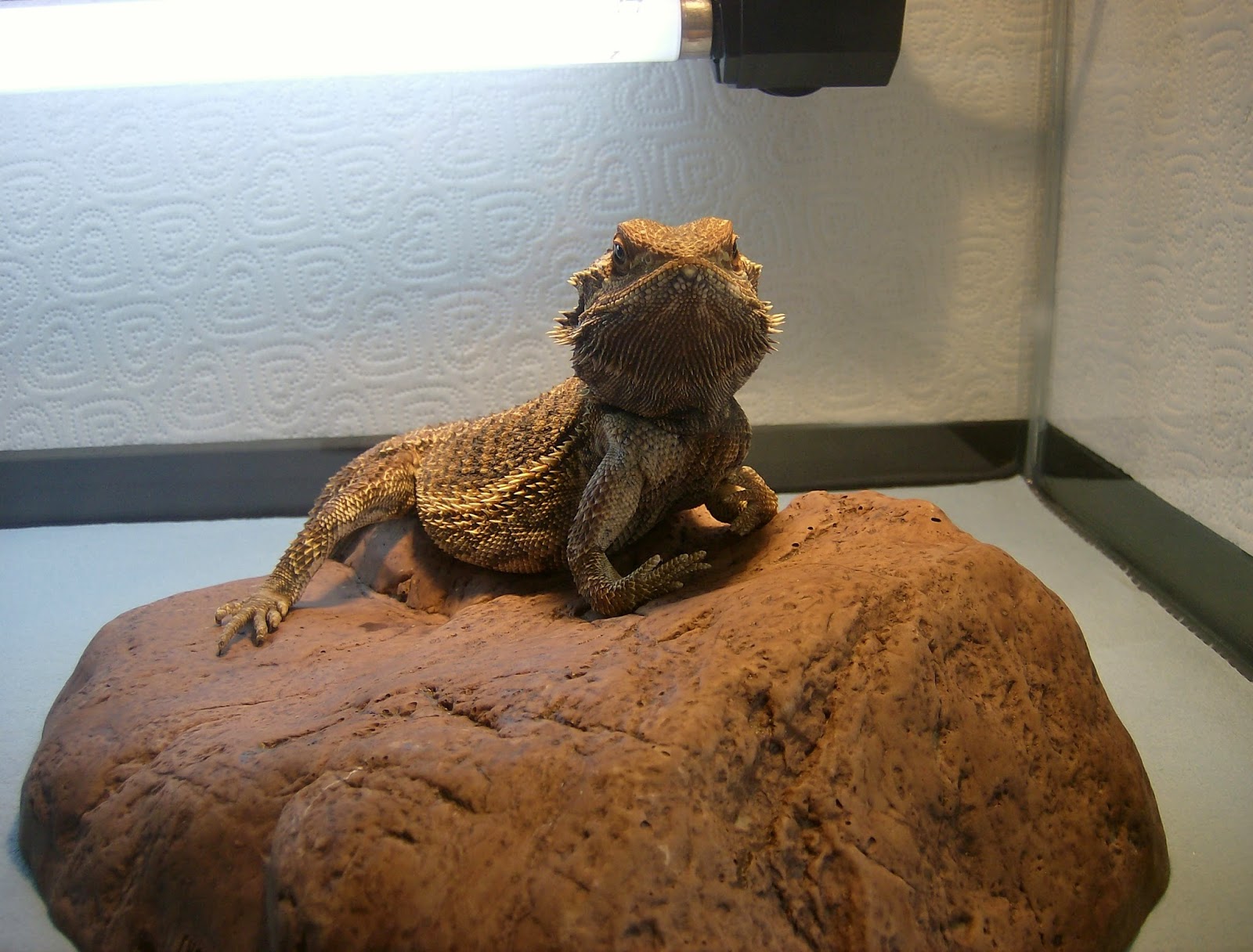 rescued-bearded-dragon.jpg