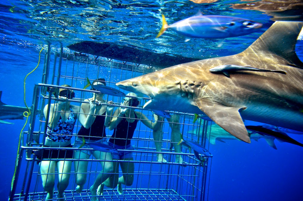 Go Cage Diving with Sharks Best Photos' Store