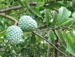 manfaat buah srikaya manfaat buah srikaya, khasiat buah srikaya, budidaya tanaman srikaya, buah srikaya, tanaman srikaya, khasiat buah srikaya