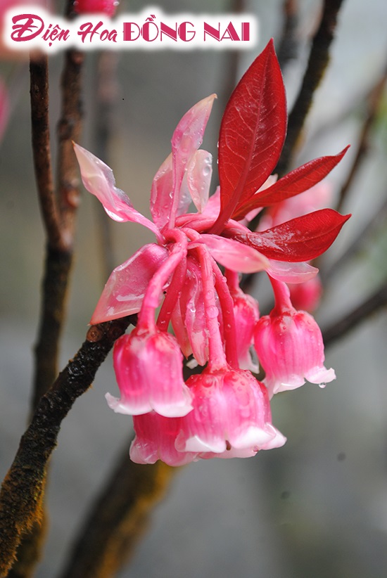 [Image: Ba-Na-hills-ruc-sac-mua-hoa-dao-chuong-no-ro-4.jpg]