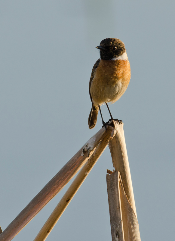 Tarabilla común, Saxicola torquata, Common Stonechat Tarabilla común, Saxicola torquata, Common Stonechat