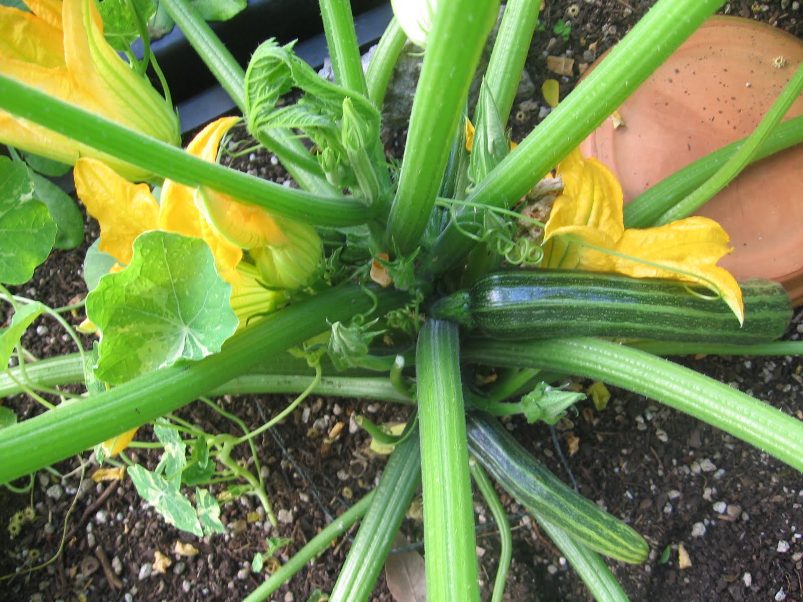 BB's Bountiful Backyard First Zucchini Harvest