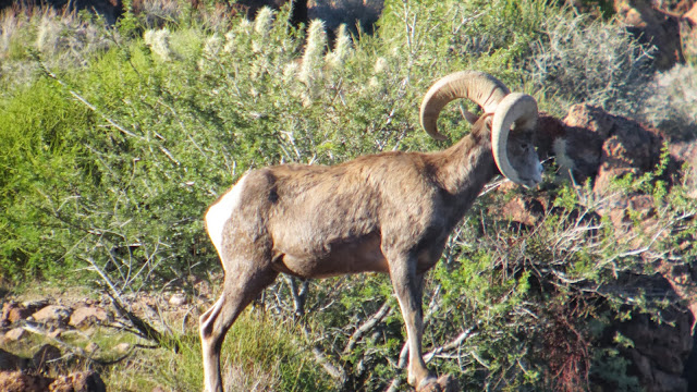 Arizona+Super+Raffle+Desert+Sheep+Tag+Scouting+With+Colburn+and+Scott+Outfitters+17.JPG