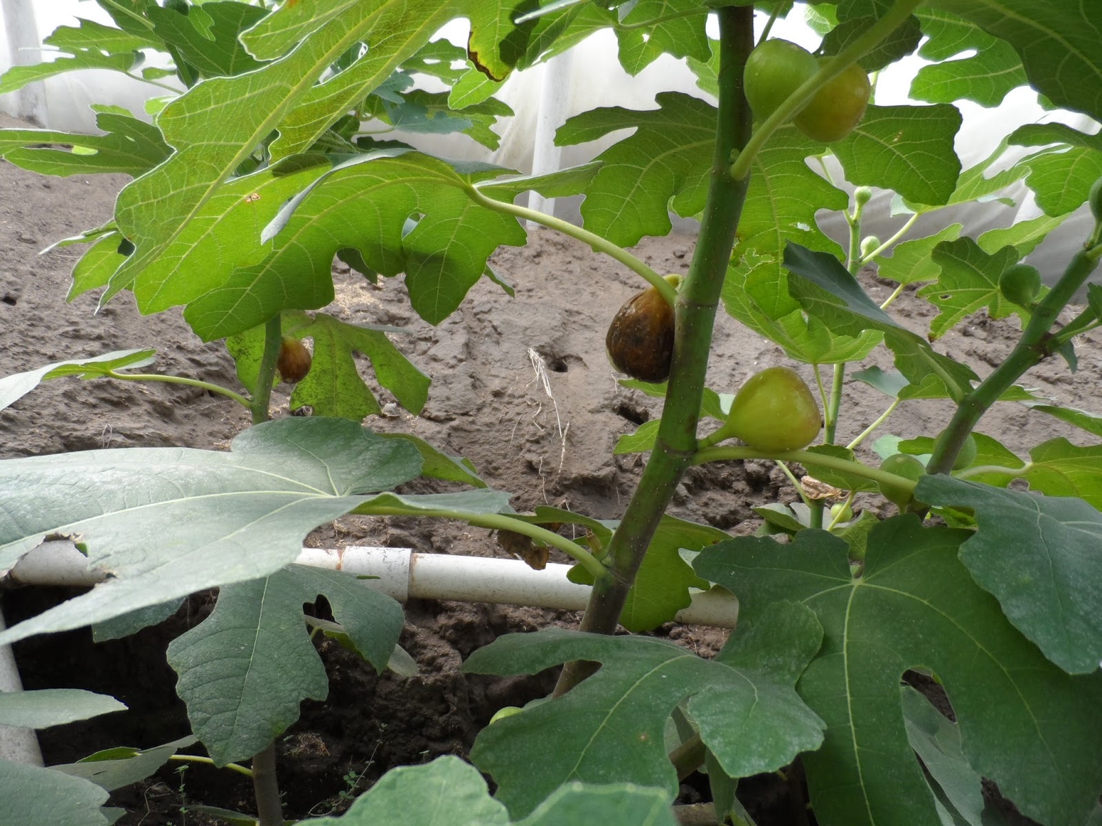 Fig Cuttings For Sale