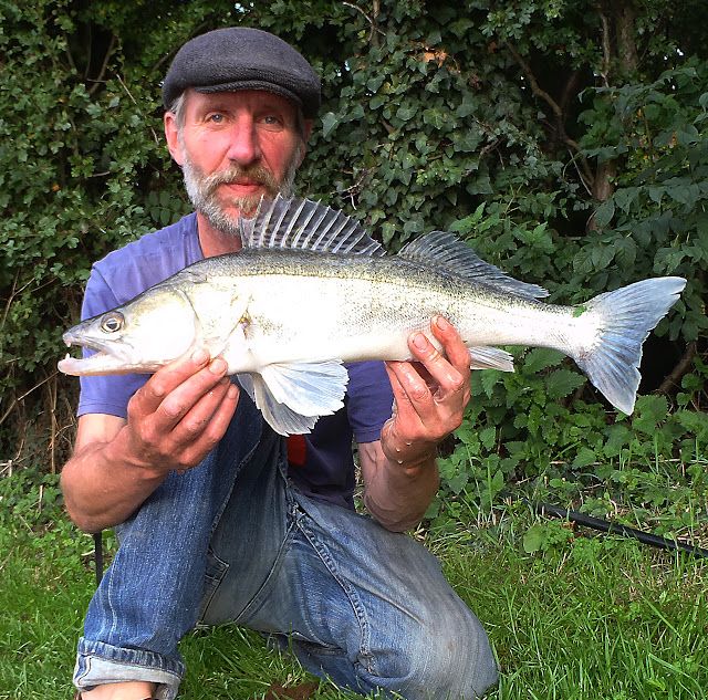 Coventry Canal zander of 4lb 7oz