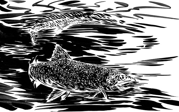 brush and ink, brown trout