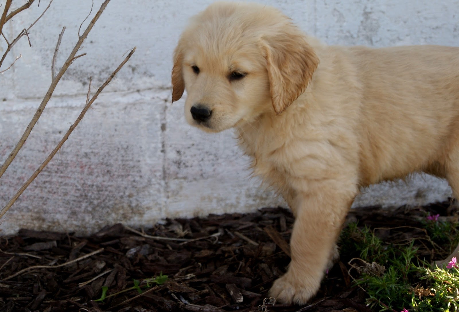 Finley River Retrievers Crazy Puppies