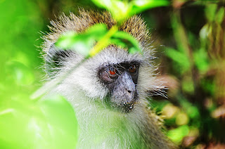 Ngorongoro, Tanzania