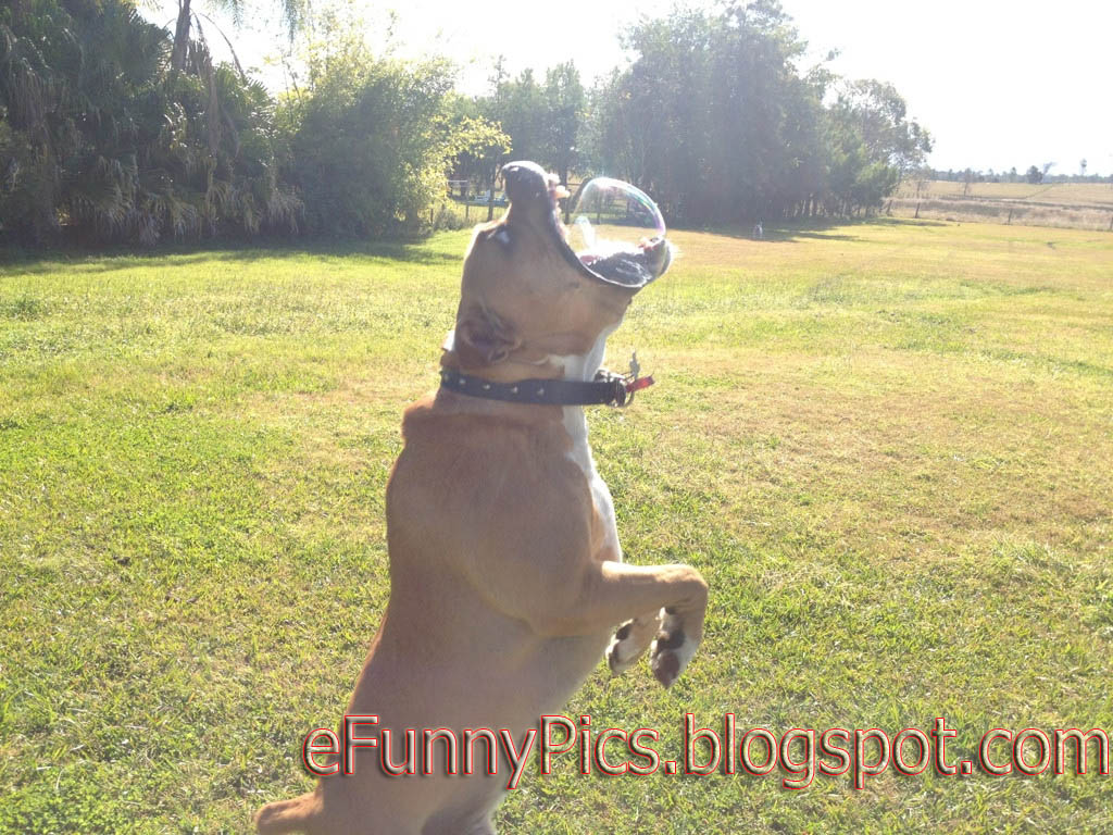 A Dog Bites a Soap Bubble