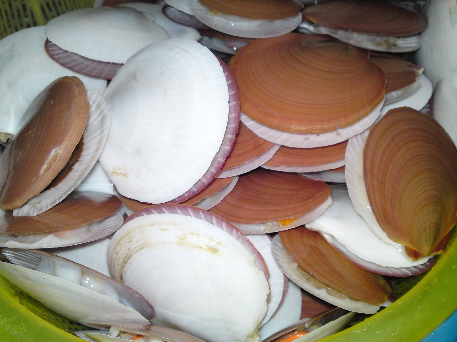 DARI DAPUR ORANG KAMPUNG KEKAPIS SIPUT PIRING SCALLOP