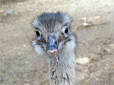 Rheas