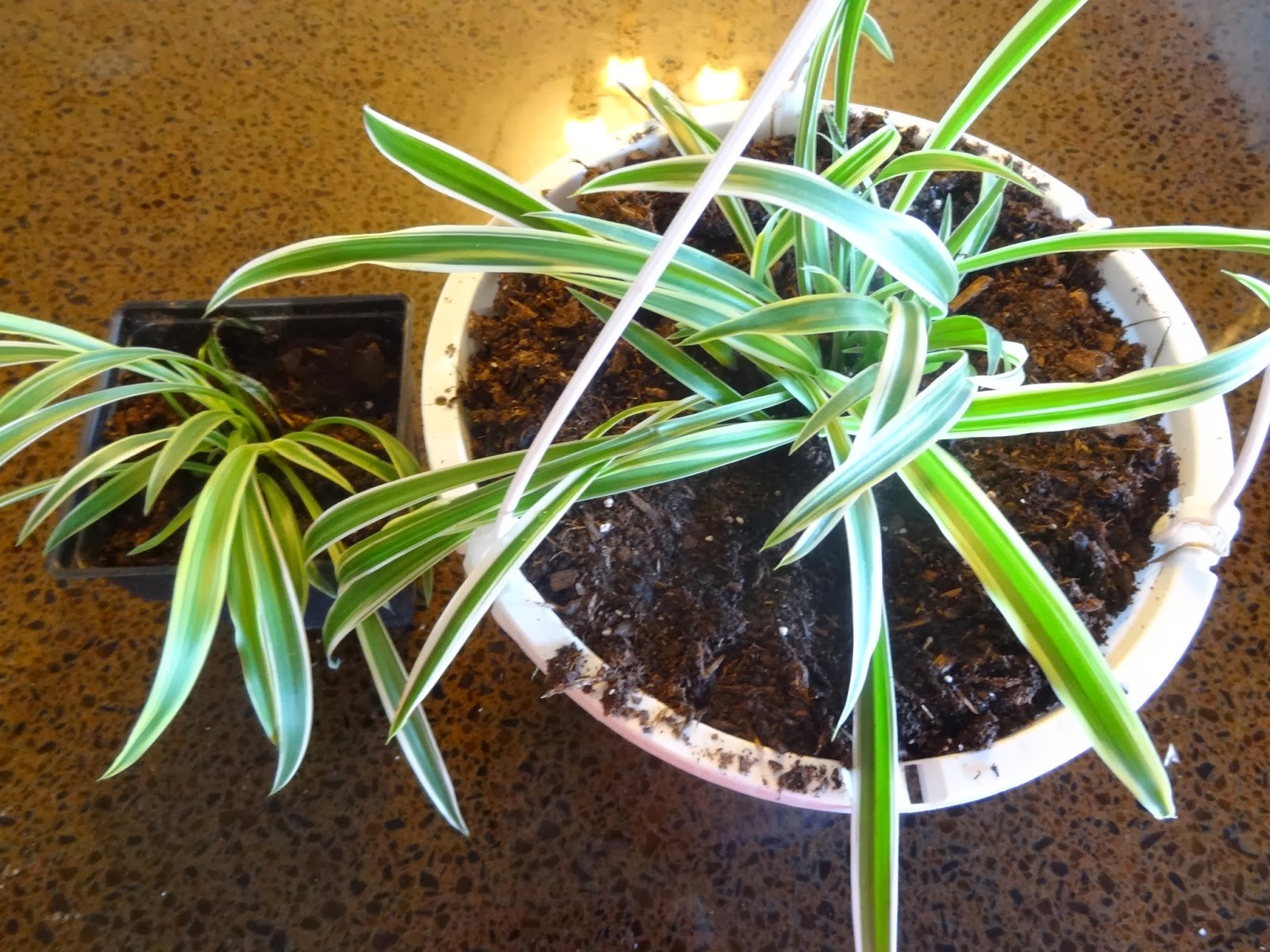 Rebecca�s Texas Garden Spider Plant Propagation