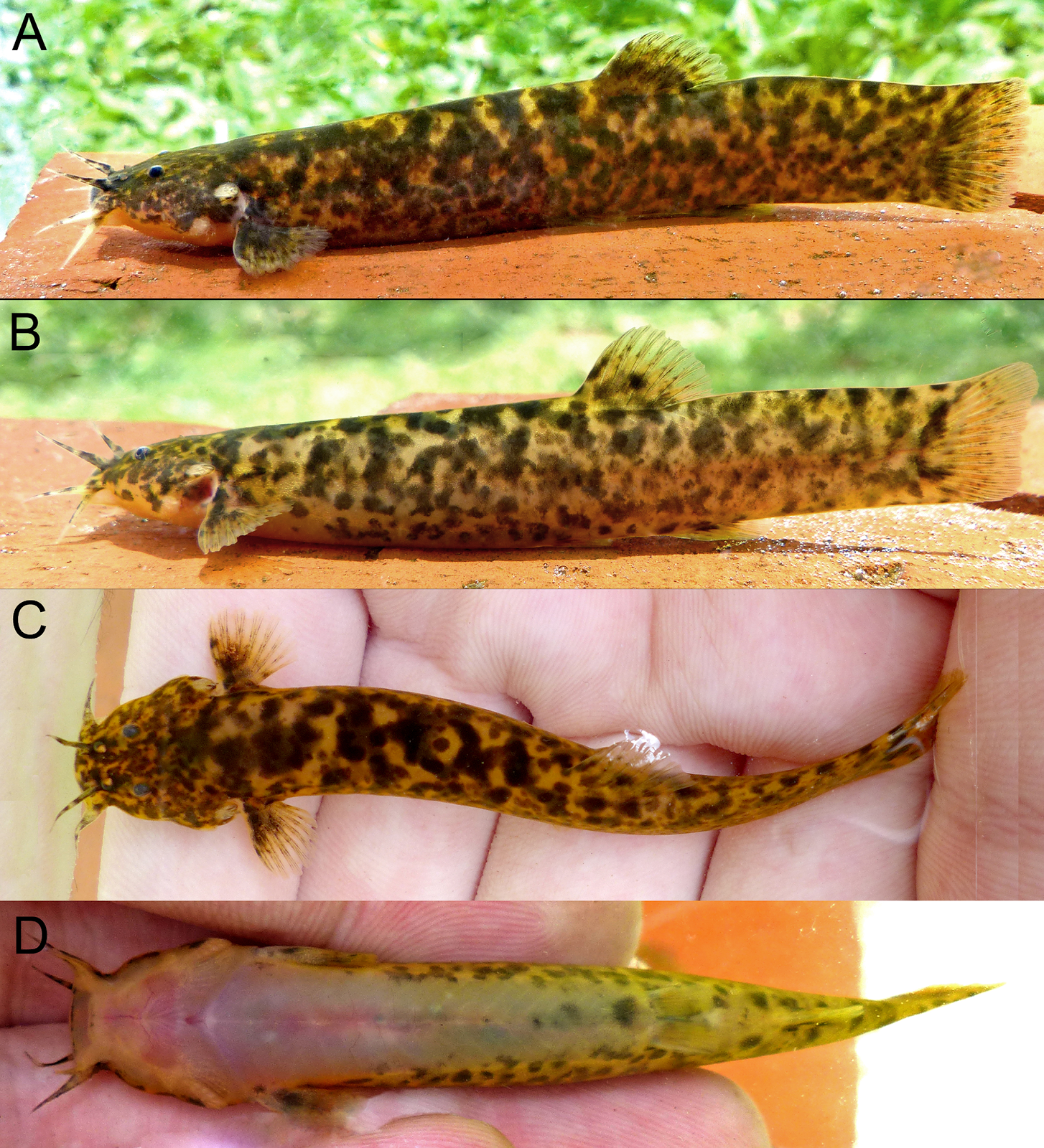 Species New to Science [Ichthyology • 2017] Trichomycterus ytororo
