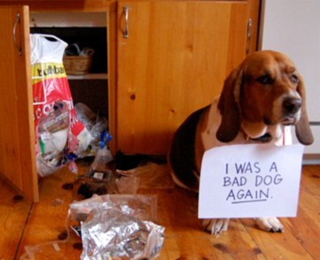 Bad Dogs With Naughty And Stupid Habits