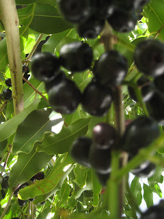 jamun plant