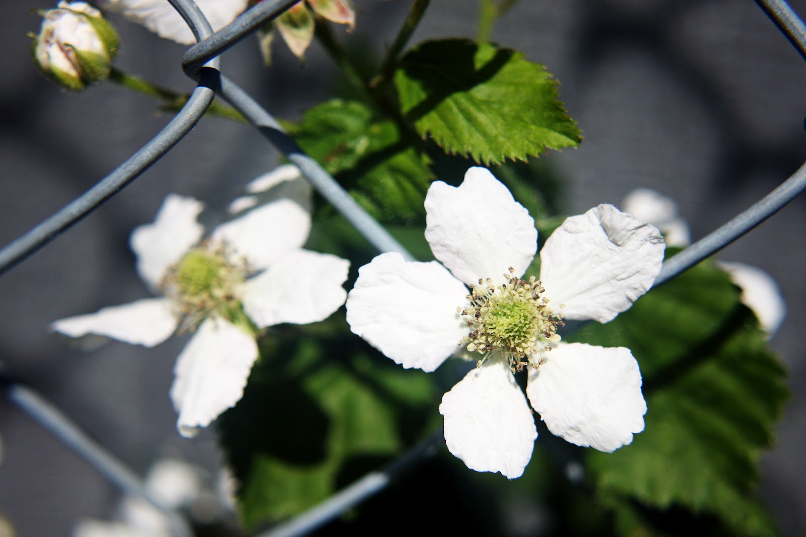 Round The Bend Blackberry Blooms