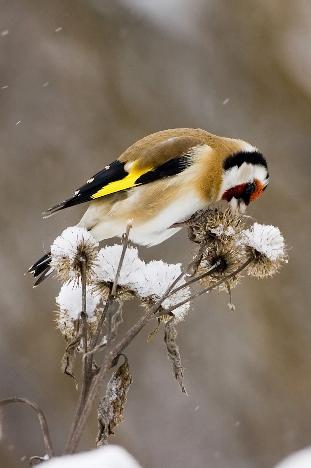 livelifelike com march 11 live life like a goldfinch livelifelike com march 11 live life like a goldfinch