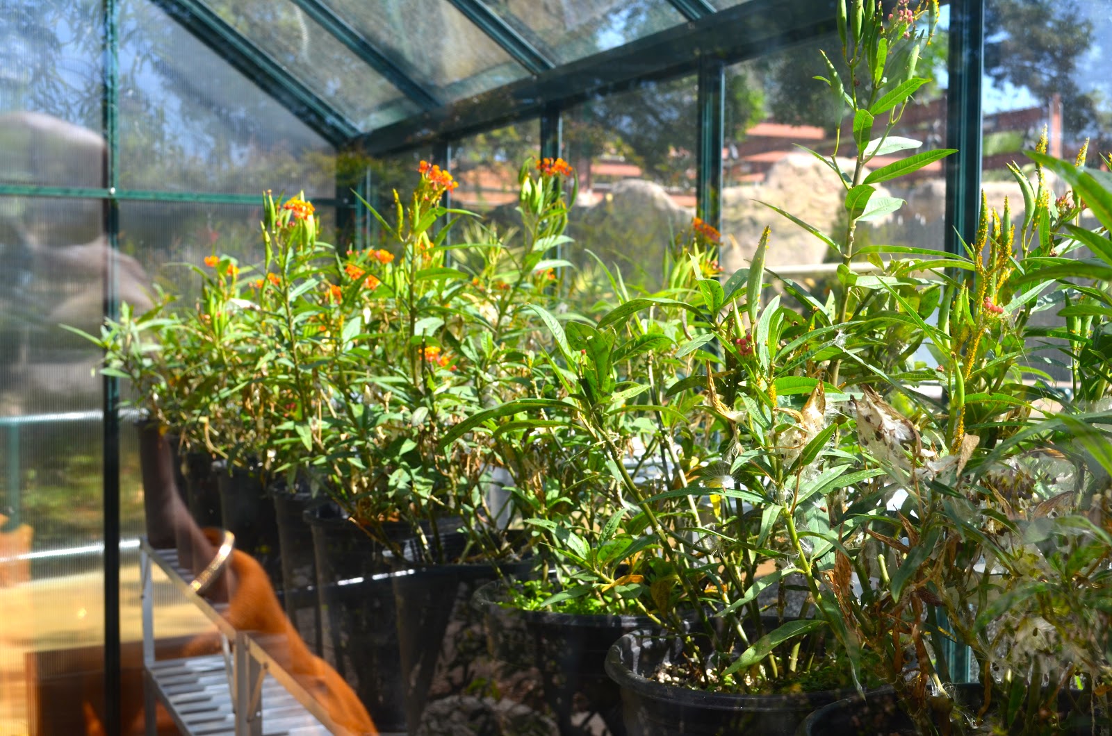 Milkweed Gardens Places Pollinator Garden, San Diego Zoo