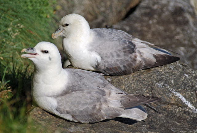 Eissturmvogel - Fauna Iberica - Fauna Española - http://spanishfauna.blogspot.com.es Eissturmvogel - Fauna Iberica - Fauna Española - http://spanishfauna.blogspot.com.es