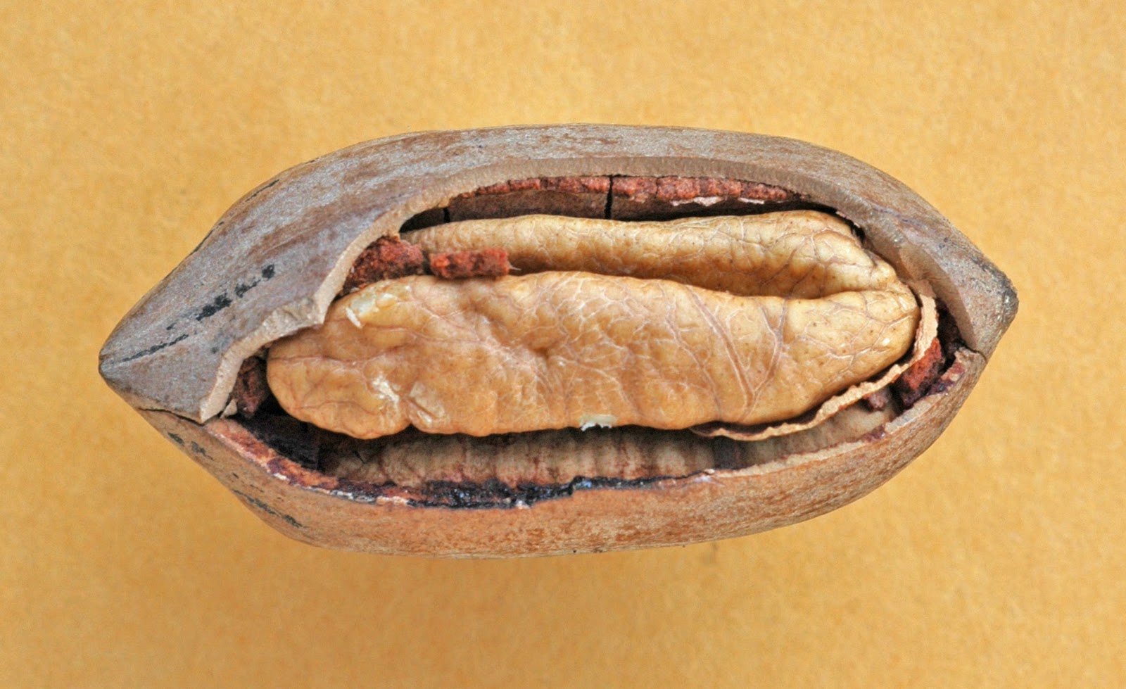 Northern Pecans Cracked pecan shells at harvest
