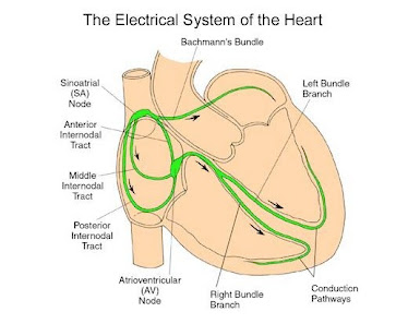 Electrical System of Heart
