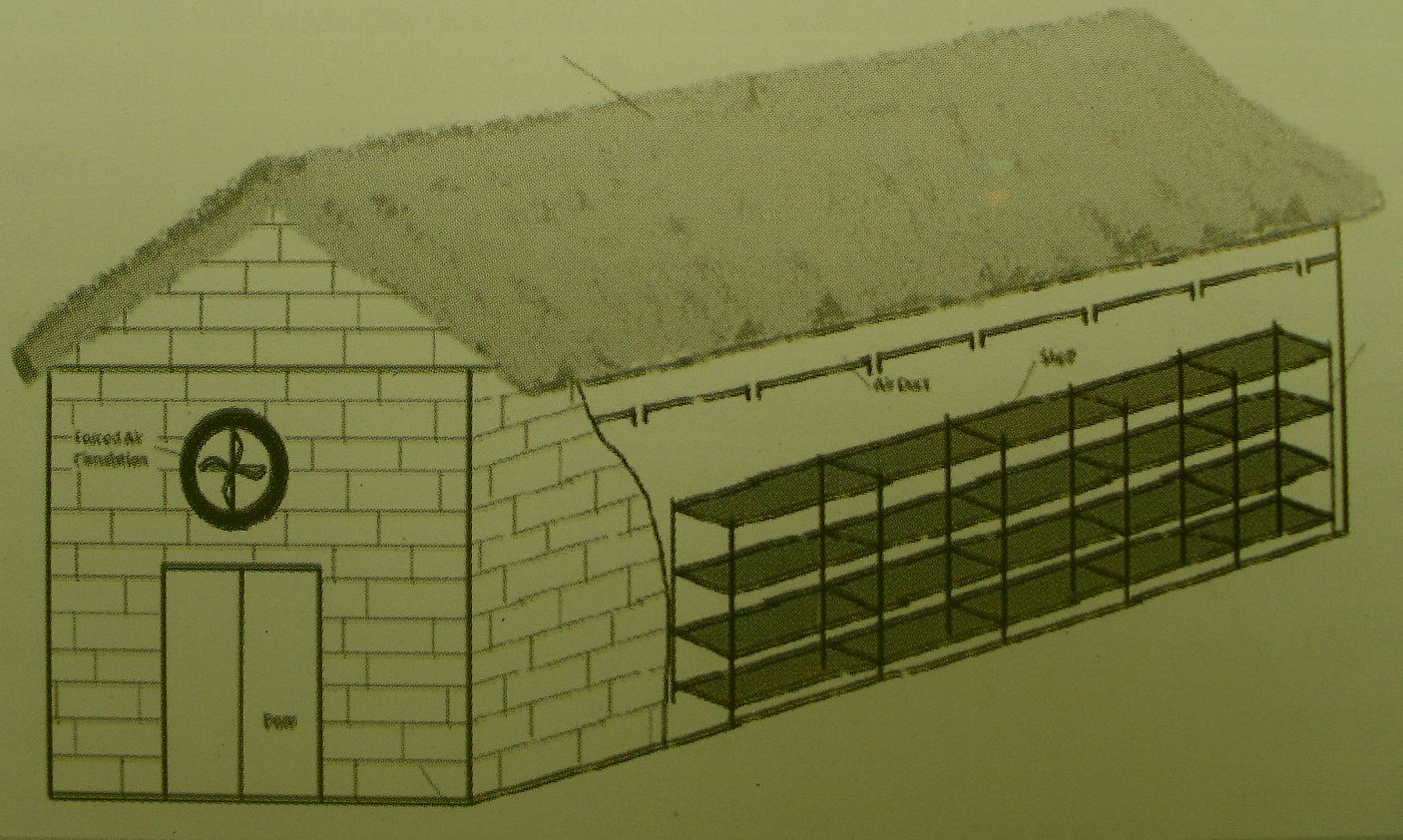 Oyster Mushroom Cultivation microfungithemushroomexpert