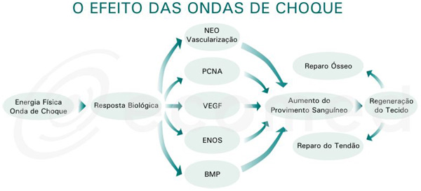 O membro é menos do que o clitóris