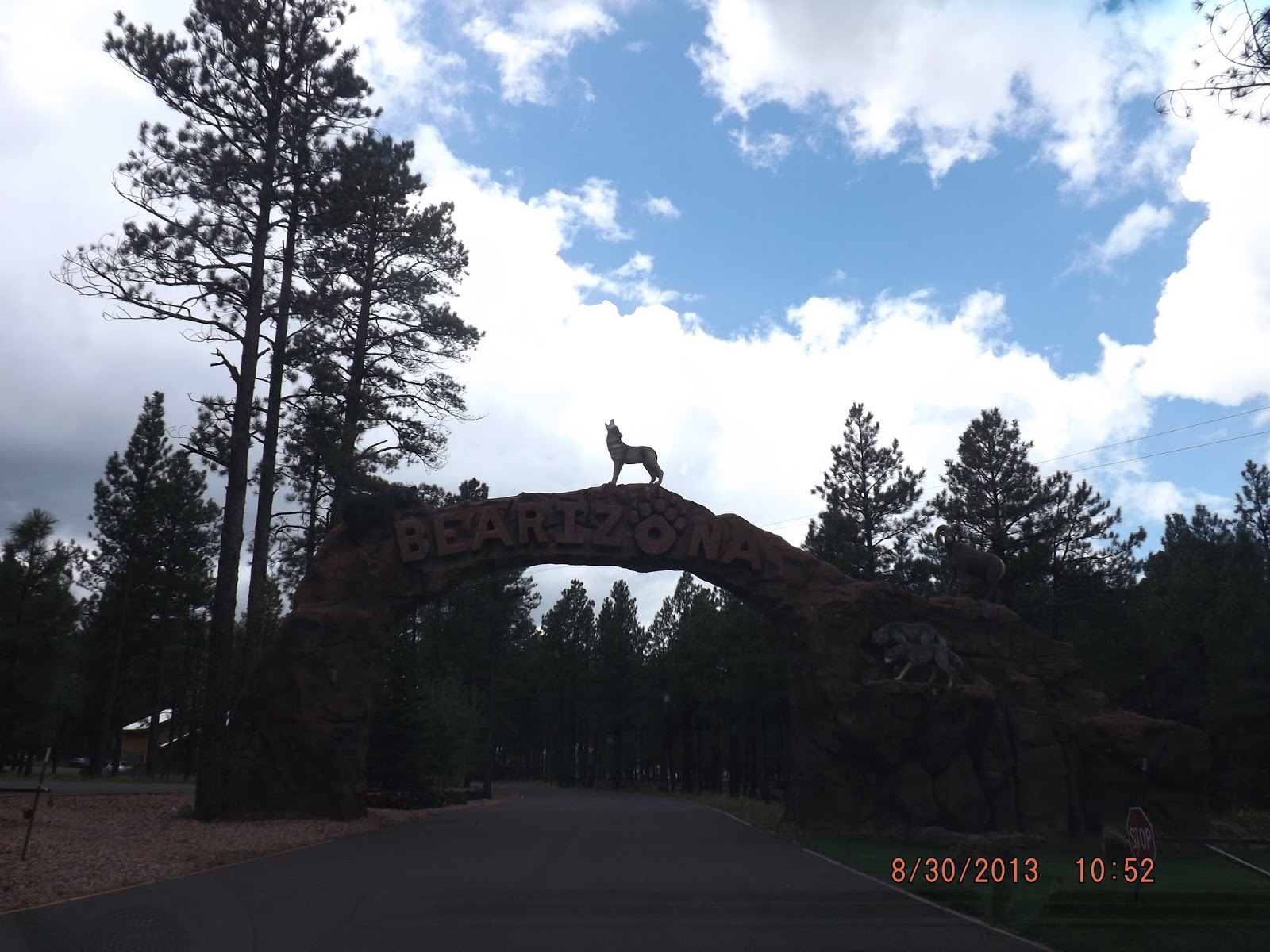 Up to Speed Bearizona