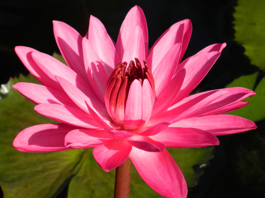 Nymphae tropical waterlily Brazilian Garden Naples Botanical Garden by garden muses-a Toronto gardening blog Nymphae tropical waterlily Brazilian Garden Naples Botanical Garden by garden muses-a Toronto gardening blog
