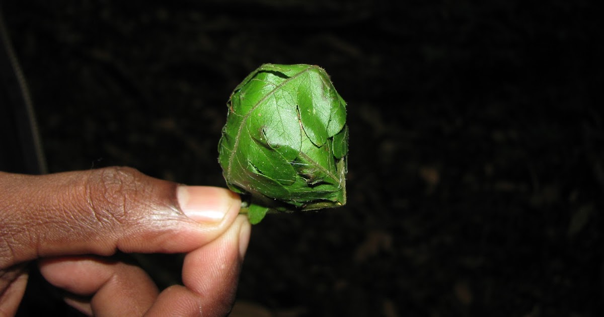 ಮಾಯಾಲೋಕ Fern Ball at the Fern House