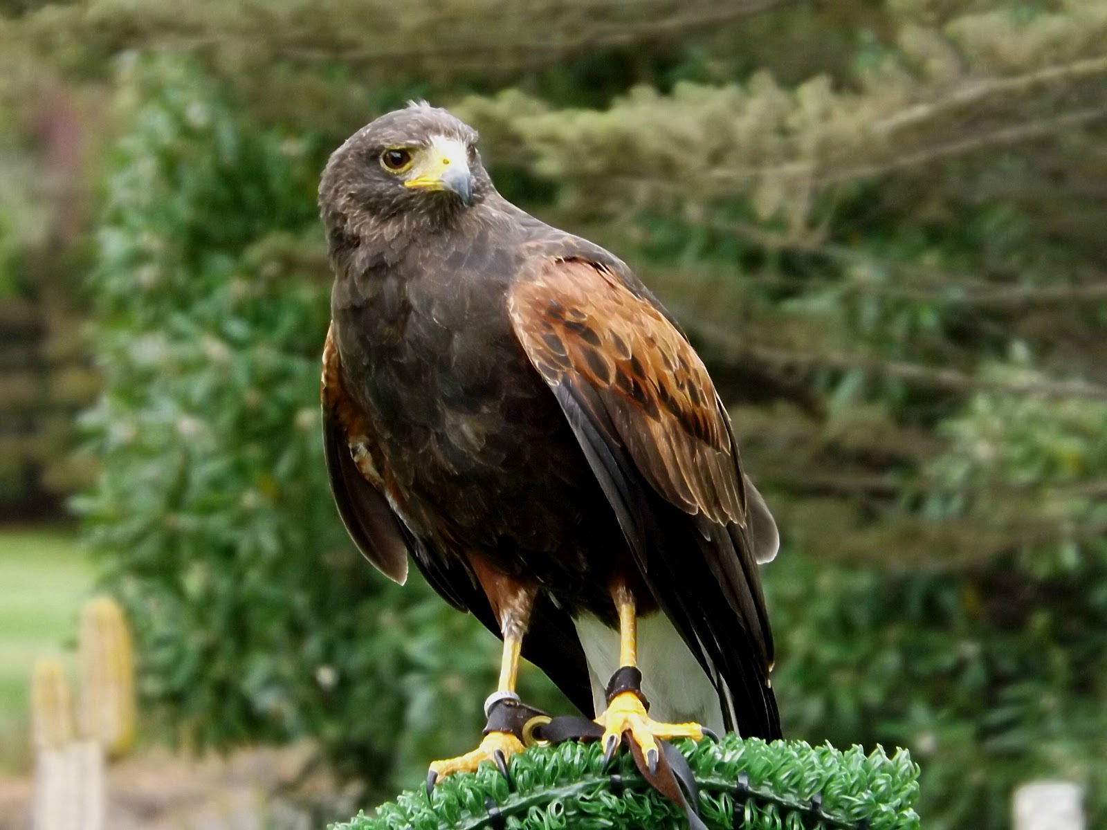 Wild Bird Wednesday - Harris Hawk