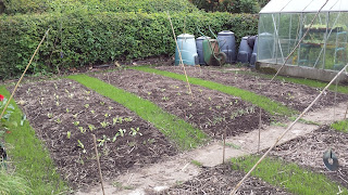 Most plants in beds. Salads went mainly into greenhouse. Most plants in beds. Salads went mainly into greenhouse.