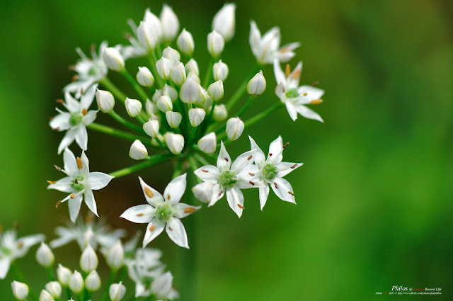 [桃園] 大溪中新里韭菜花