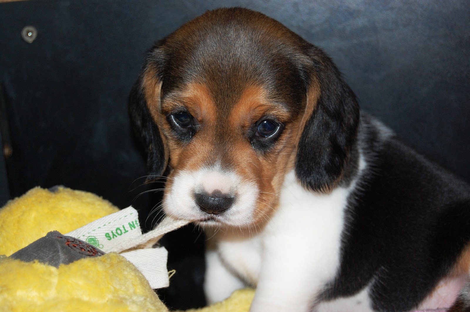 Cute Puppy Dogs: Small beagle puppies Cute Puppy Dogs: Small beagle puppies