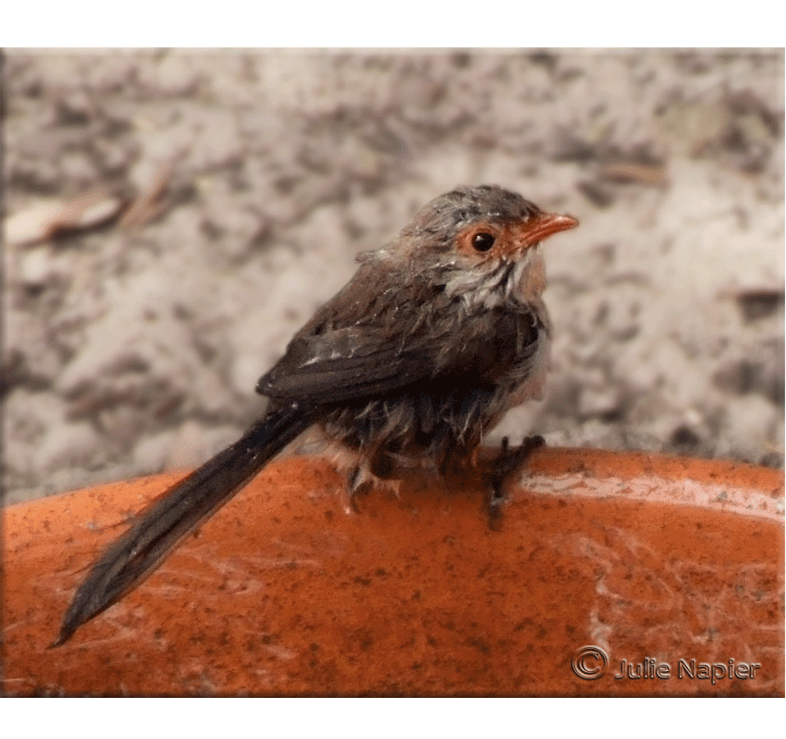 Variegated Fairy- Wren