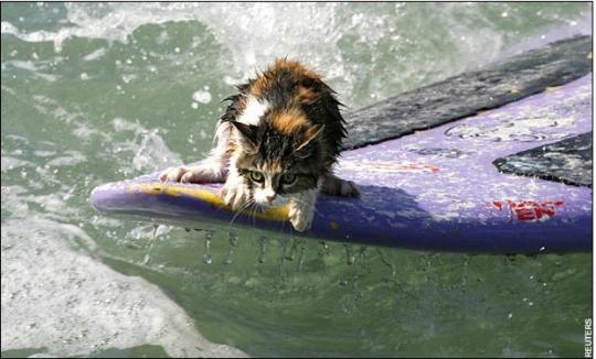 Surfing Animals
