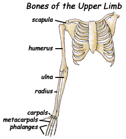 ENFERMERÍA - NURSING: HUMAN TRUNK (TÓRAX, ABDOMEN) AND LIMBS
