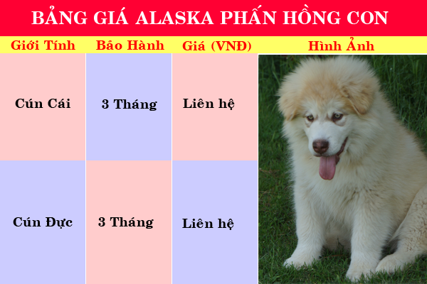 PôPô Alaska: Chuyên bán chó alaska con đản bảo chất lượng sinh sản tại nhà - 4