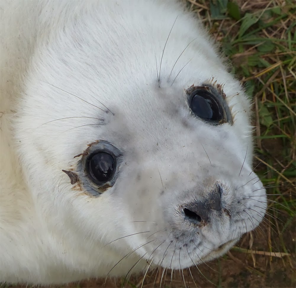 The Barley Birder Donna Nook Grey Seals November 2013