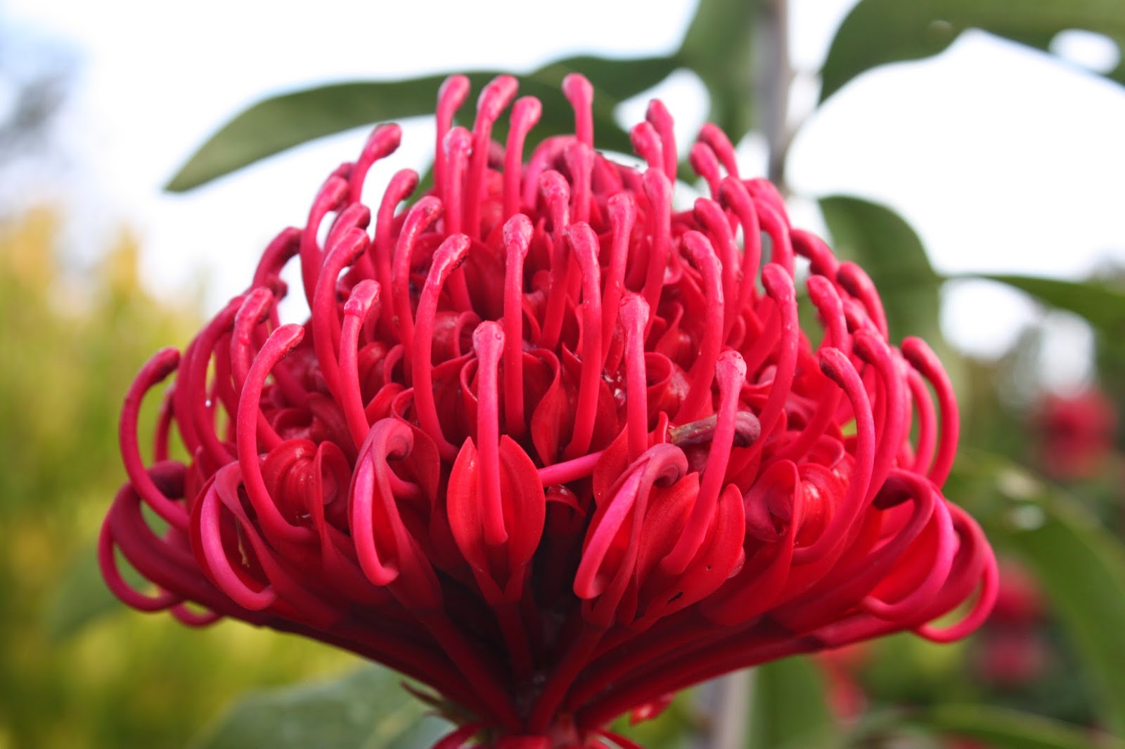 Swallows Nest Farm Waratah!