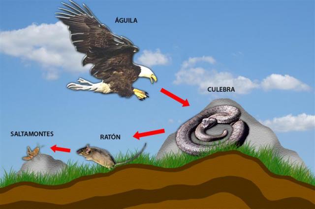 cadena alimenticia serpiente etica y transformacion del entorno guia numero dos del cadena alimenticia serpiente etica y transformacion del entorno guia numero dos del