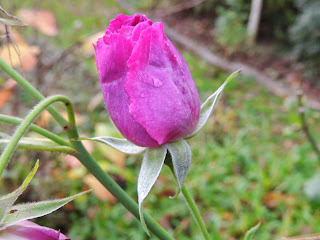 rose pourpre