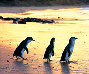 Macquarie Island Macquarie Island Australia