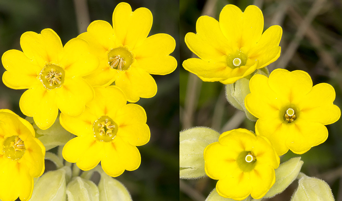 Cowslips, Primula veris; thrum-eyed and pin-eyed. Kemsing Down with the Orpington Field Club on 12 April 2014. Cowslips, Primula veris; thrum-eyed and pin-eyed. Kemsing Down with the Orpington Field Club on 12 April 2014.