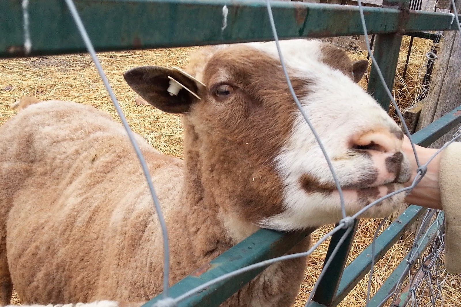 The poked their heads through the fence and wanted to be rubbed!