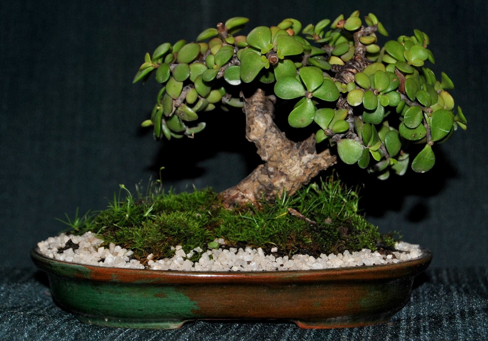 Baby Jade Portulacaria Afra Prostrate Form LENNARD39S BONSAI Baby Jade Portulacaria Afra Prostrate Form LENNARD39S BONSAI