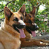 Tips de nombres para perros pastor aleman